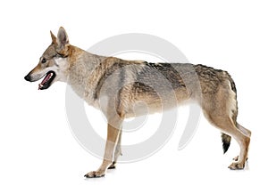 Czechoslovakian wolf dog