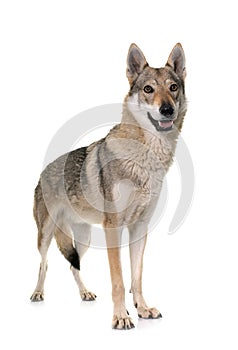 Czechoslovakian wolf dog