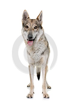 Czechoslovakian wolf dog