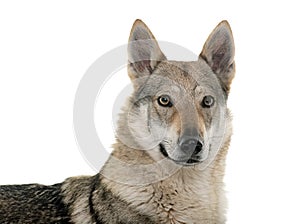 Czechoslovakian wolf dog