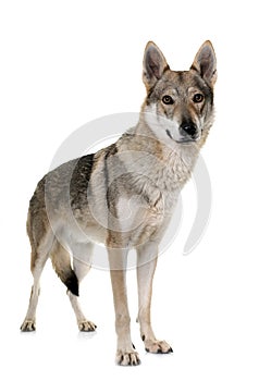 Czechoslovakian wolf dog