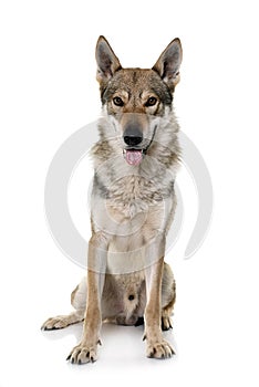 Czechoslovakian wolf dog