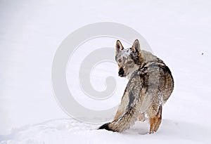 czechoslovakian wolf dog