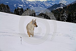 czechoslovakian wolf dog