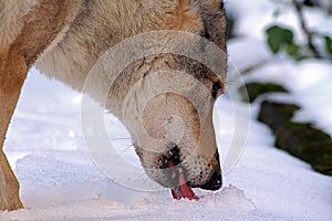 czechoslovakian wolf dog