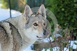 czechoslovakian wolf dog