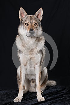 Czechoslovakian wolf dog