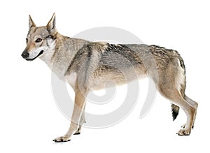 Czechoslovakian wolf dog