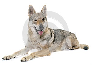 Czechoslovakian wolf dog