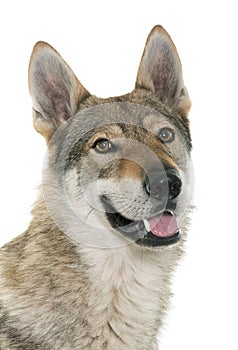 Czechoslovakian wolf dog