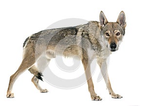 Czechoslovakian wolf dog