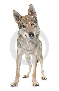 Czechoslovakian wolf dog