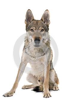 Czechoslovakian wolf dog