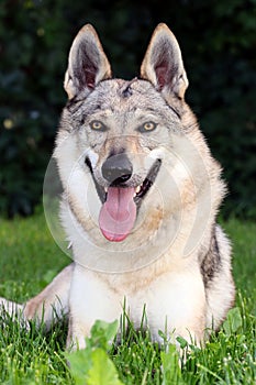 Czechoslovakian Wolf-dog