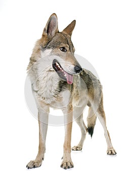 Czechoslovakian wolf dog