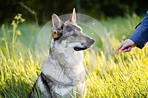 Czechoslovakian wolf. Dog training