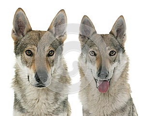 Czechoslovakian wolf dogs