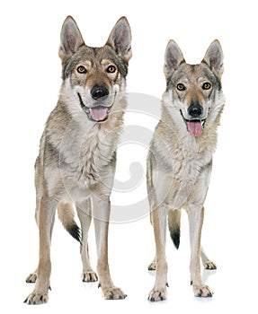 Czechoslovakian wolf dogs