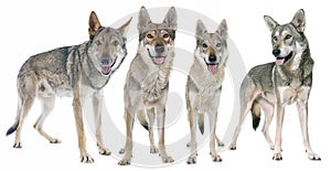 Czechoslovakian wolf dogs