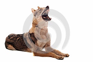 Czechoslovakian Wolfdog