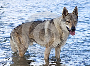 Czechoslovakian Wolfdog.