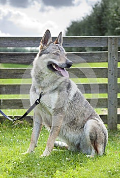 Czechoslovakian Wolfdog.