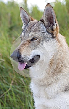 Czechoslovakian Wolfdog.