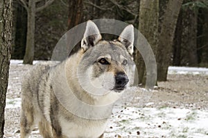 Czechoslovakian Wolfdog