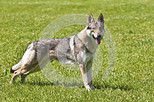 Czechoslovakian Wolfdog