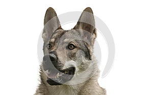 Czechoslovakian Wolfdog