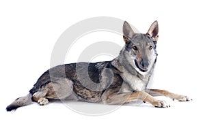 Czechoslovakian Wolfdog