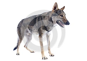 Czechoslovakian Wolfdog