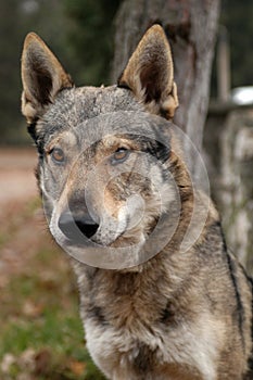 Czechoslovakian Wolfdog