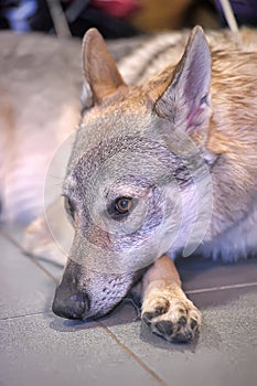 Czechoslovakian Wolfdog