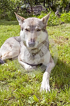 Czechoslovakian Wolfdog