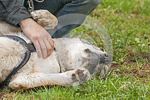 Czechoslovakian wolfdog