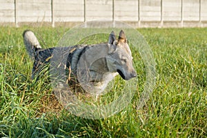 Czechoslovakian Wolfdog