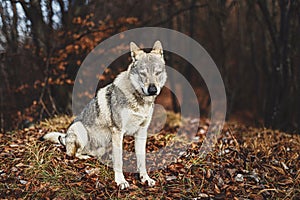 Czechoslovakian wolfdog in beautiful autumn nature. wolfhound