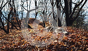 Czechoslovakian wolfdog in beautiful autumn nature. wolfhound