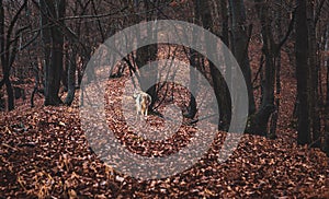 Czechoslovakian wolfdog in beautiful autumn nature. wolfhound