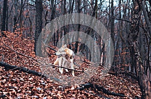 Czechoslovakian wolfdog in beautiful autumn nature. wolfhound