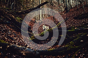 Czechoslovakian wolfdog in beautiful autumn nature. wolfhound