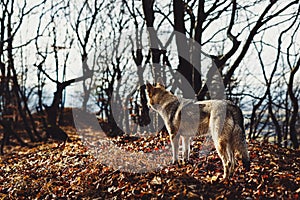 Czechoslovakian wolfdog in beautiful autumn nature. wolfhound