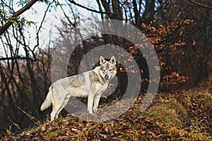 Czechoslovakian wolfdog in beautiful autumn nature. wolfhound