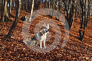 Czechoslovakian wolfdog in beautiful autumn nature. wolfhound
