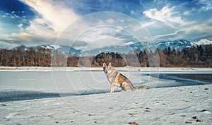 Czechoslovakian wolfdog in beautiful winter nature. wolfhound.