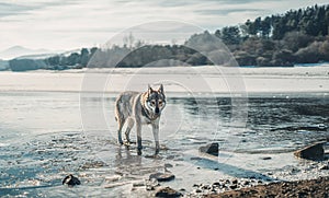 Czechoslovakian wolfdog in beautiful winter nature. wolfhound.