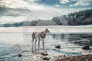 Czechoslovakian wolfdog in beautiful winter nature. wolfhound.