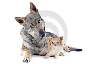 Czechoslovakian Wolfdog and chihuahua