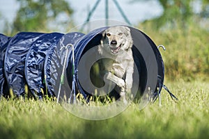 Czechoslovakian Wolfdog comes out of agility dog tunnel